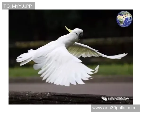 鹦鹉足球明星的名字盘点与介绍让我们一起了解这些绿羽球场英雄 鹦鹉足球明星的名字盘点与介绍让我们一起了解这些绿羽球场英雄